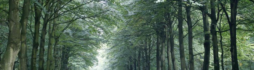 Bos in Heiloo