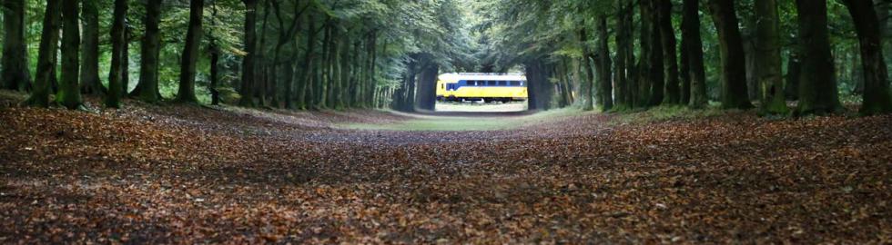 Bos in Heiloo met herfstkleuren