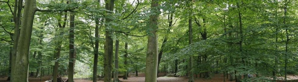 Bos in Heiloo met herfstkleuren – 2