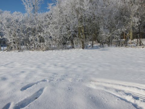 sneeuw noord holland