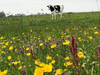 Groene pacht combineert landbouw en natuur