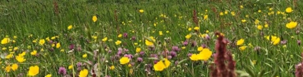 Groene pacht combineert landbouw en natuur