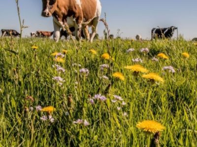 Duurzaam grondbeheer in relatie tot pacht; natuur & landbouw