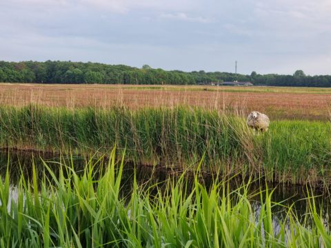 avond lente schaap weiland