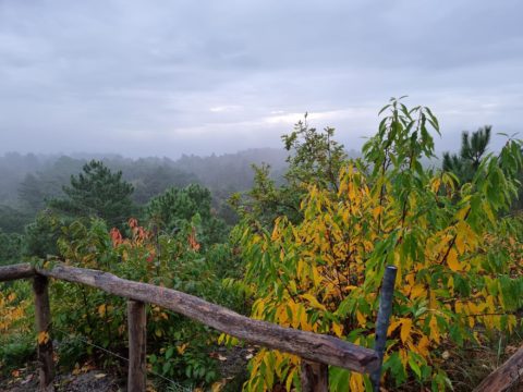 herfst bos